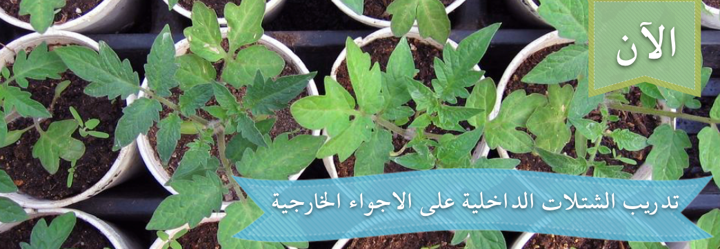 تدريب الشتلات الداخلية على الاجواء الخارجية - Hardening Off Seedlings