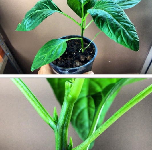 Pruning peppers