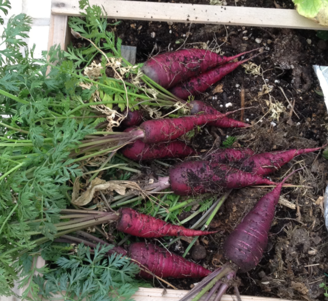 Pulling Carrots