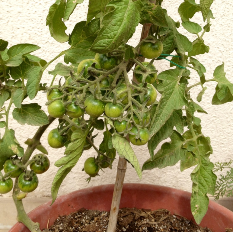 Tomatoes from cuttings