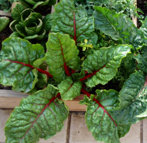 Very Giving Rainbow Swiss Chard