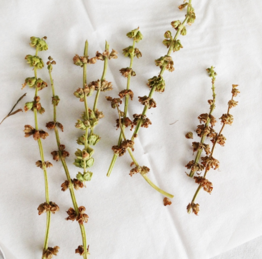 Collecting Basil Seeds