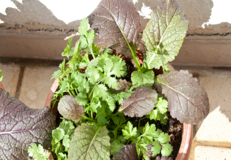 Container Garden