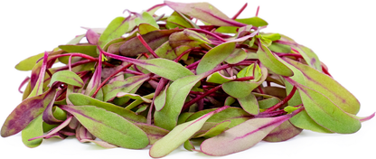 Beet Red Microgreen 114g • ميكروجرين الشمندر - plantnmore