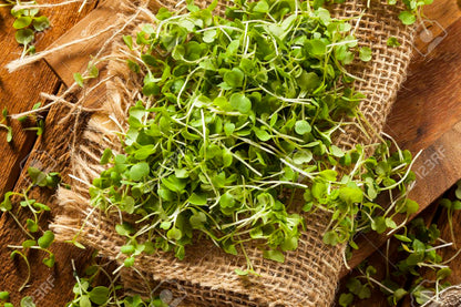 Arugula 114g • ميكروجرين الجرجير - plantnmore