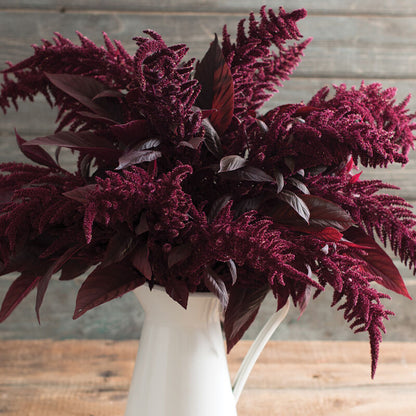 Amaranth Red Spike Plant