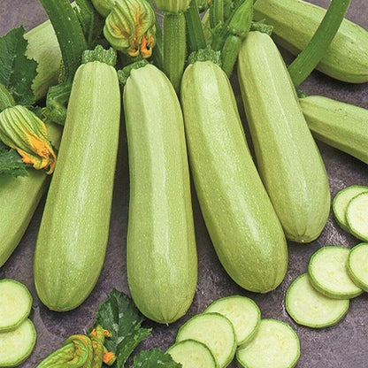 Zucchini White Bush