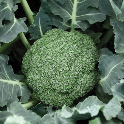 Broccoli Destiny Hybrid