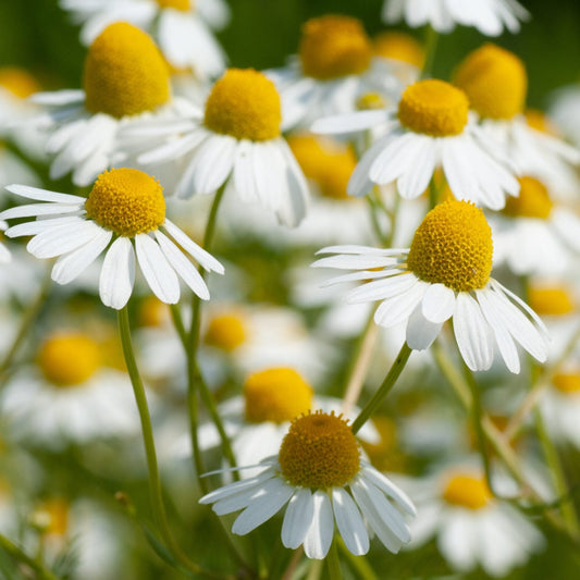 Chamomile German