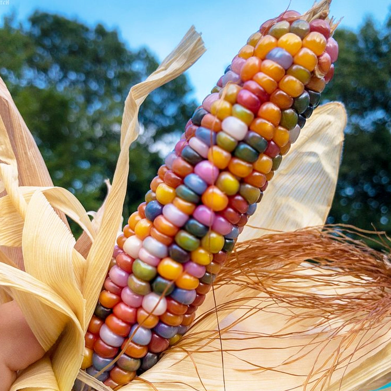 Corn, Rainbow Jewel Pop