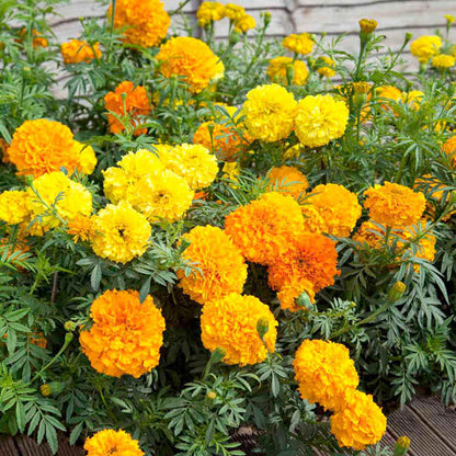 Marigold African Crackerjack Plant