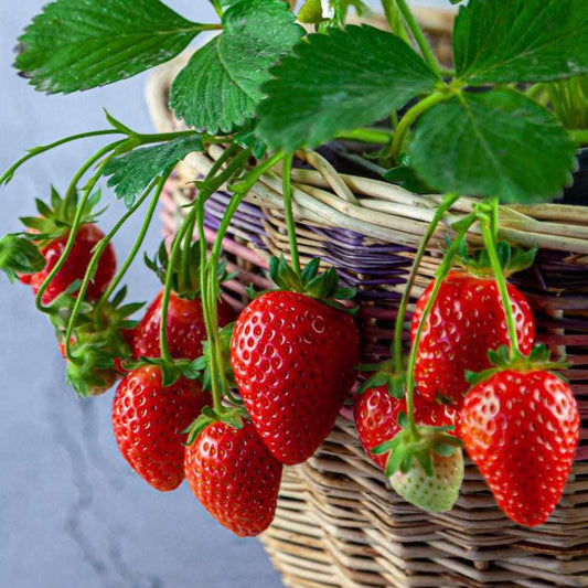 Sweet Ann Strawberry Plant