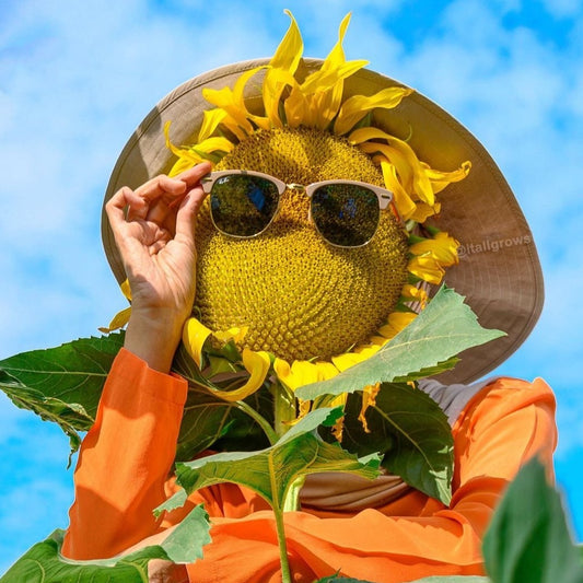 Sunflower Giant Plant