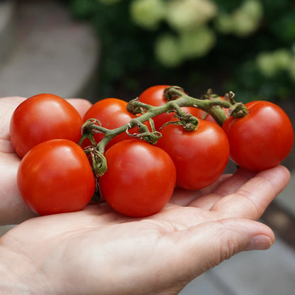 Tomato Large Cherry