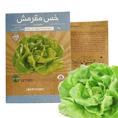 Lettuce Buttercrunch