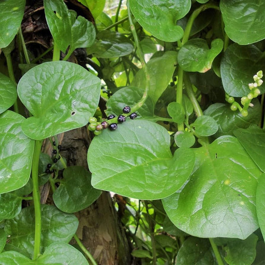 Malabar Spinach Big Round Leaf