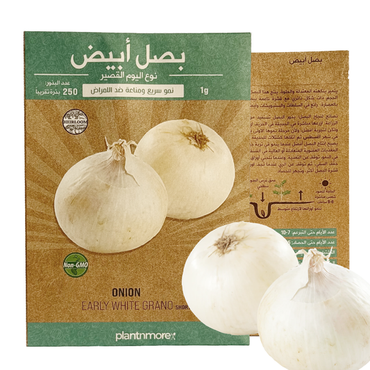 Onion Early White Grano