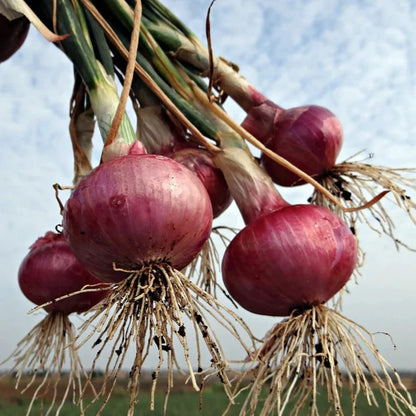 Onion Red Burgundy