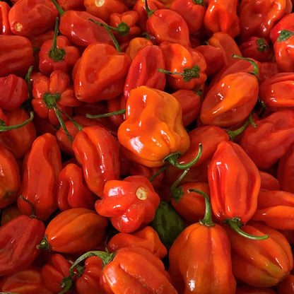 Pepper Habanero Red