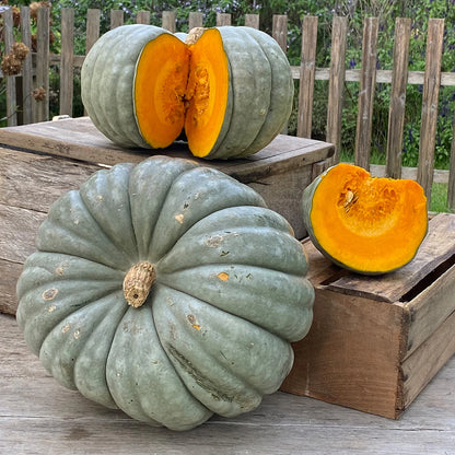 Pumpkin Jarrahdale