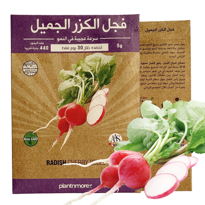 Radish Cherry Belle