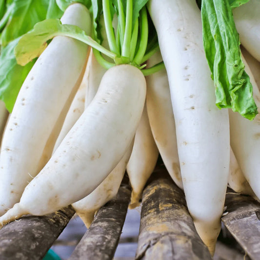 Radish Daikon Shirahime Hatsuka