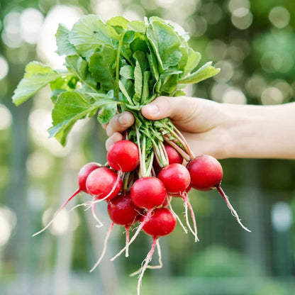 Radish Cherry Belle