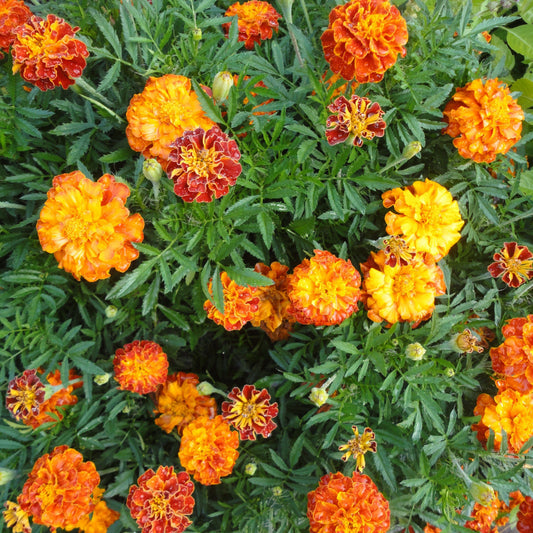 Marigold French Favorite Blend Plant