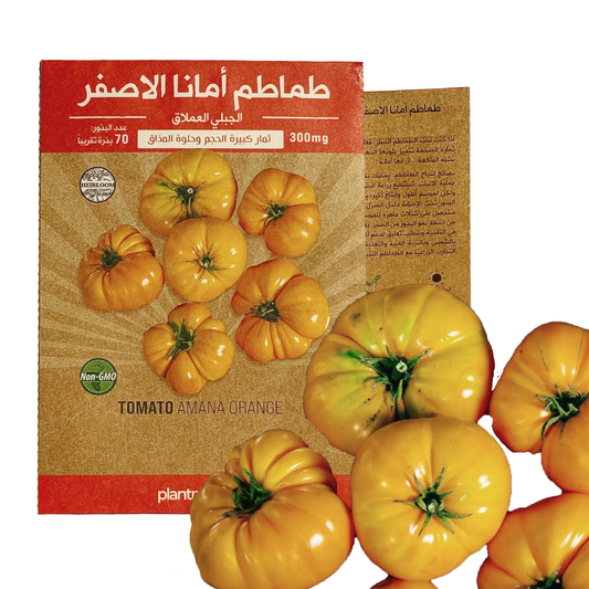 Tomato Amana Orange