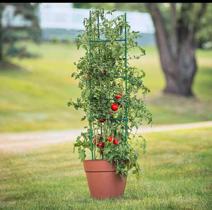 Tomato Cage Trellis 120cm