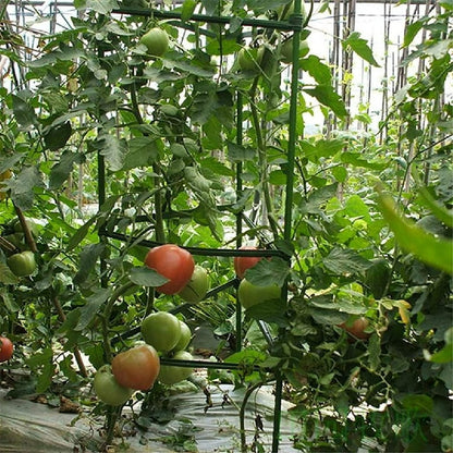 Tomato Cage Trellis 120cm