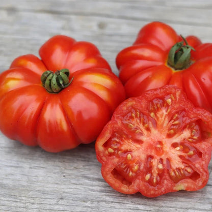 Tomato Costoluto Genovese