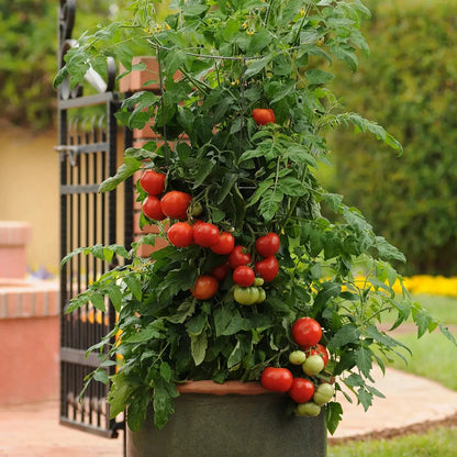 Tomato Patio