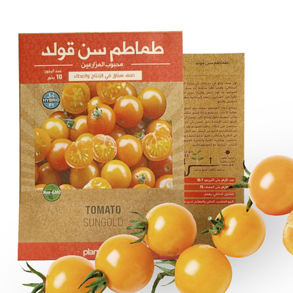 Tomato Sungold