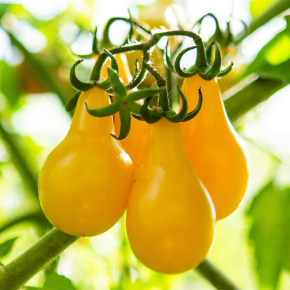 Tomato Yellow Pear