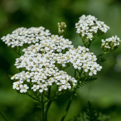 Yarrow Flowers White