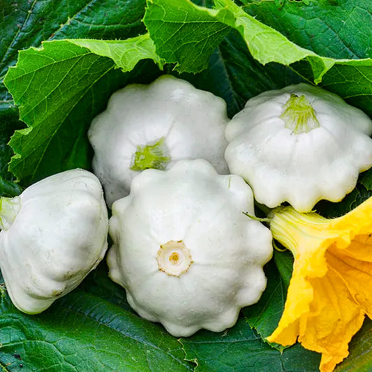 Zucchini Early White Bush Scallop