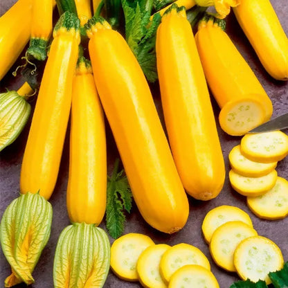 Zucchini Golden Glory