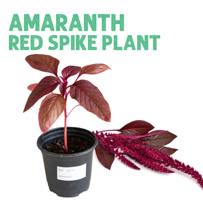 Amaranth Red Spike Plant