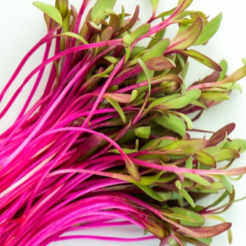 Beet Red Microgreen 114g • ميكروجرين الشمندر - plantnmore