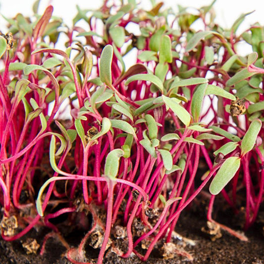 Beet Red Microgreen 114g • ميكروجرين الشمندر - plantnmore