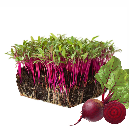 Beetroot Seeds 110g