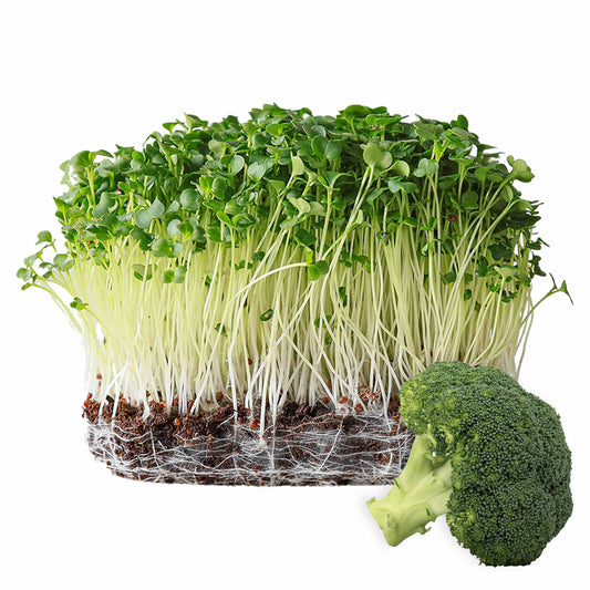 Broccoli Seeds 110g