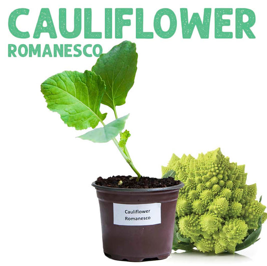 Cauliflower Romanesco Plant Small