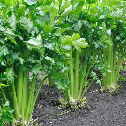 Celery Tendercrisp