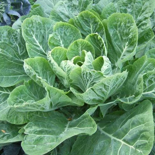 Collard Vates Plant