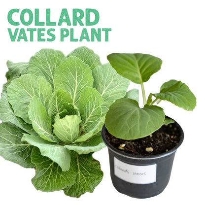 Collard Vates Plant