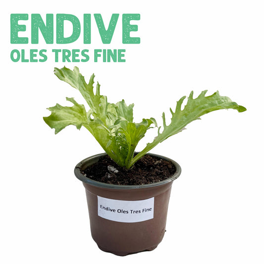 Endive Plant