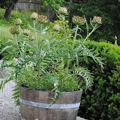 Artichoke Plant Small