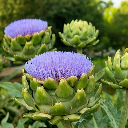 Artichoke Plant Small